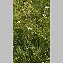 znalezisko 20060720.4.06 - Leucanthemum vulgare ssp. vulgare (jastrun właściwy typowy); Iwonicz Zdrój