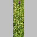 znalezisko 20060720.1.06 - Stachys palustris (czyściec błotny); Iwonicz Zdrój