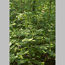 znalezisko 20060730.3.06 - Salvia glutinosa (szałwia lepka); Iwonicz Zdrój