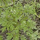 Aethusa cynapium ssp. cynapium (blekot pospolity typowy)