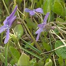 Viola uliginosa (fioÅ‚ek bagienny)