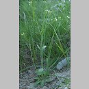 znalezisko 20070429.7.07 - Arabidopsis thaliana (rzodkiewnik pospolity); Małopolska