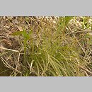 znalezisko 20070502.1.07 - Carex digitata (turzyca palczasta); Bieszczady