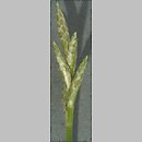 znalezisko 20070502.3.07 - Carex brizoides (turzyca drżączkowata); Bieszczady