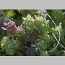 znalezisko 20070504.3.07 - Lamium purpureum (jasnota purpurowa); okolice Przemyśla
