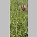 znalezisko 20070504.5.07 - Fritillaria meleagris (szachownica kostkowata); okolice Przemyśla