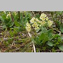 znalezisko 20080429.5.08 - Primula elatior (pierwiosnek wyniosły); Bieszczady, Wetlina, dolina Solinki