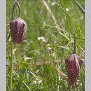 znalezisko 20080430.1.08 - Fritillaria meleagris (szachownica kostkowata); okolice Przemyśla