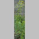 znalezisko 20090516.4.09 - Euphorbia esula (wilczomlecz lancetowaty); dolina Odry-Oławy, Siechnice k. Wrocławia