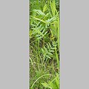znalezisko 20090516.7.09 - Vicia angustifolia (wyka wąskolistna); dolina Odry-Oławy, Siechnice k. Wrocławia