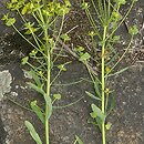znalezisko 20090523.2.09 - Euphorbia esula (wilczomlecz lancetowaty); dolina Odry-Oławy, Siechnice k. Wrocławia