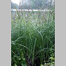turzyca bÅ‚otna (Carex acutiformis)
