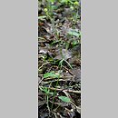 znalezisko 20100507.3.10 - Ranunculus auricomus (jaskier różnolistny); Szczodre k. Wrocławia