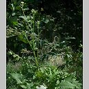 znalezisko 20100818.5.10 - Cirsium oleraceum (ostrożeń warzywny); Złoty Stok