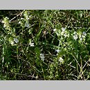 znalezisko 20100820.21.10 - Euphrasia rostkoviana (świetlik łąkowy); okolice Nowego Waliszowa, Ziemia Kłodzka