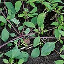 Chenopodium polyspermum (komosa wielonasienna)