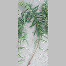 znalezisko 20100828.9b.10 - Euphorbia lucida (wilczomlecz błyszczący); Siechnice k. Wrocławia, dolina Odry-Oławy
