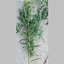 znalezisko 20100828.9a.10 - Euphorbia lucida (wilczomlecz błyszczący); Siechnice k. Wrocławia, dolina Odry-Oławy