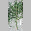znalezisko 20100828.9c.10 - Euphorbia lucida (wilczomlecz błyszczący); Siechnice k. Wrocławia, dolina Odry-Oławy