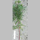 znalezisko 20100828.9d.10 - Euphorbia lucida (wilczomlecz błyszczący); Siechnice k. Wrocławia, dolina Odry-Oławy