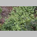 znalezisko 20100922.8.10 - Galinsoga parviflora (żółtlica drobnokwiatowa); Ocypel, Bory Tucholskie