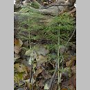 Equisetum sylvaticum (skrzyp leÅ›ny)