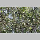 znalezisko 20101006.4.10 - Prunus spinosa (śliwa tarnina); Maniów, Bieszczady