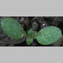Arabidopsis thaliana siewka (rozwój rzodkiewnika pospolitego)