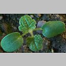 Lamium amplexicaule siewka (rozwój jasnoty różowej)