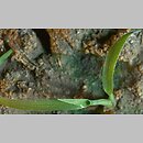 Echinochloa crus-galli siewka (rozwój chwastnicy jednostronnej)