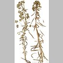 znalezisko 20020501.1.02 - Euphorbia esula (wilczomlecz lancetowaty); Wrocław, os. Nowy Dwór, teren przy rz. Ślęza