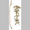znalezisko 20020511.20.02 - Euphorbia esula (wilczomlecz lancetowaty); dolina rz. Bystrzyca, Wrocław