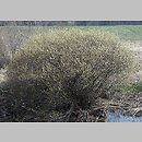 znalezisko 20110403.2.11 - Salix purpurea (wierzba purpurowa); Siechnice, dolina Odry-Oławy