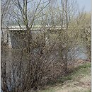 znalezisko 20110403.3.11 - Salix viminalis (wierzba wiciowa); Siechnice, dolina Odry-Oławy