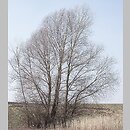 znalezisko 20110403.6.11 - Salix alba (wierzba biała); Siechnice, dolina Odry-Oławy