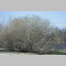 znalezisko 20110403.9.11 - Salix purpurea (wierzba purpurowa); Siechnice, dolina Odry-Oławy