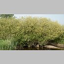 znalezisko 20110521.4.11 - Salix triandra (wierzba trójpręcikowa); Niecka Nidziańska