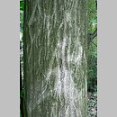 znalezisko 20110611.8.11 - Carpinus betulus (grab pospolity); Siechnice k. Wrocławia