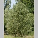 znalezisko 20110410.2b.11 - Salix alba (wierzba biała); Dolina Bystrzycy, okolice Wrocławia
