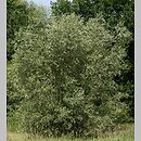 znalezisko 20110410.2c.11 - Salix alba (wierzba biała); Dolina Bystrzycy, okolice Wrocławia