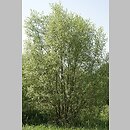 znalezisko 20110417.1b.11 - Salix alba (wierzba biała); Dolina Bystrzycy, okolice Wrocławia