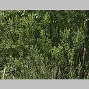 znalezisko 20110410.2a2.11 - Salix purpurea (wierzba purpurowa); Dolina Bystrzycy, okolice Wrocławia