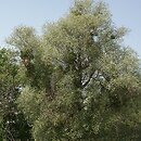 Salix alba vs. S. fragilis (porÃ³wnanie wierzby biaÅ‚ej i kruchej)