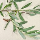 Salix alba (wierzba biaÅ‚a)