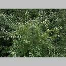 znalezisko 20110706.3.11 - Prunus cerasifera (śliwa wiśniowa); Wrocław, Muchobór
