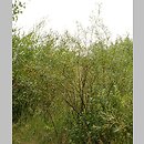 znalezisko 20110707.1.11 - Salix viminalis (wierzba wiciowa)