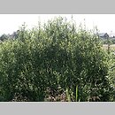 znalezisko 20110724.1a.11 - Salix aurita (wierzba uszata); Kościerzyna Wybudowanie