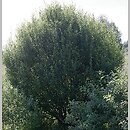 znalezisko 20110724.1b.11 - Salix aurita (wierzba uszata); Kościerzyna Wybudowanie
