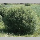 znalezisko 20110724.1f.11 - Salix purpurea (wierzba purpurowa); Kościerzyna Wybudowanie