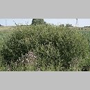 znalezisko 20110724.1c.11 - Salix aurita (wierzba uszata); Kościerzyna Wybudowanie